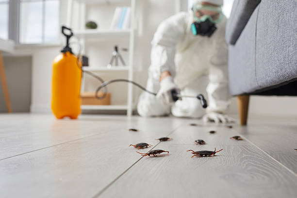 Commercial Rodent Management in Redfield